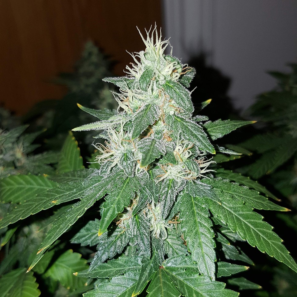 купить семена конопли недорого Auto White Russian feminised купить семена конопли недорого Auto White Russian feminised
