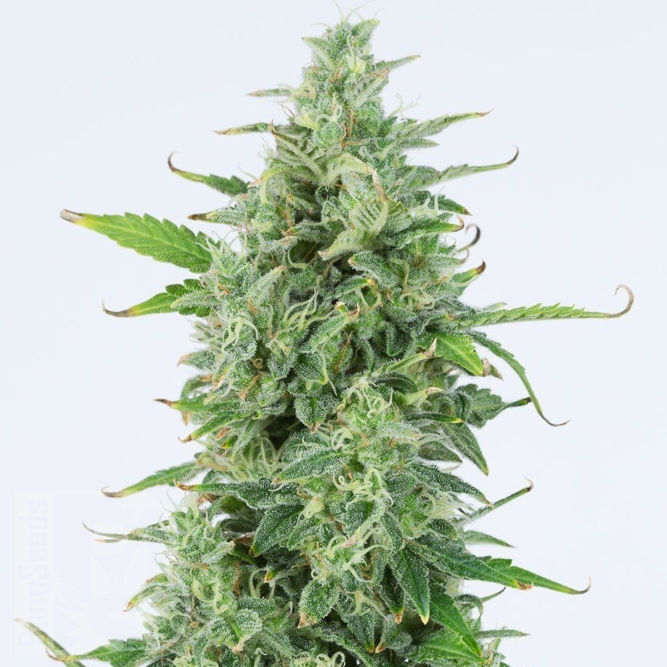 Семена ганжа  Chuy Valley feminised Bang Seeds