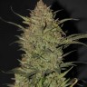 Семена ганжа  Chuy Valley feminised Bang Seeds Семена ганжа  Chuy Valley feminised Bang Seeds