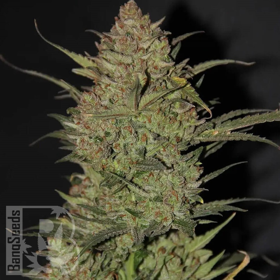 Семена ганжа  Chuy Valley feminised Bang Seeds Семена ганжа  Chuy Valley feminised Bang Seeds