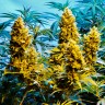 Семена конопли недорого Auto Northern Hog feminised Ganja Seeds Семена конопли недорого Auto Northern Hog feminised Ganja Seeds
