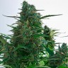 Семена марихуаны Auto Gagarin 2 feminised Ganja Seeds Семена марихуаны Auto Gagarin 2 feminised Ganja Seeds