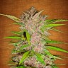 купить мощные семена конопли Auto Fastberry feminised купить мощные семена конопли Auto Fastberry feminised