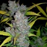 купить семена индийской конопли Auto Fastberry feminised купить семена индийской конопли Auto Fastberry feminised
