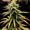 Семена ганжа  Swiss Chocolate CBD feminised Ganja Seeds Семена ганжа  Swiss Chocolate CBD feminised Ganja Seeds