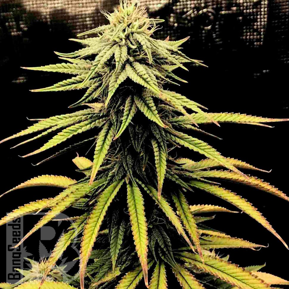 Семена ганжа  Swiss Chocolate CBD feminised Ganja Seeds