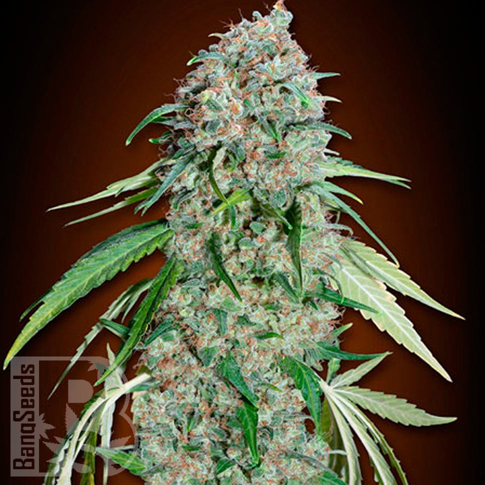 Семена ганжа  Swiss Chocolate CBD feminised Ganja Seeds Семена ганжа  Swiss Chocolate CBD feminised Ganja Seeds