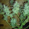 купить семена конопли Auto White Dwarf feminised купить семена конопли Auto White Dwarf feminised