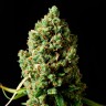 Семена конопли  Bubbleberry feminised Ganja Seeds Семена конопли  Bubbleberry feminised Ganja Seeds