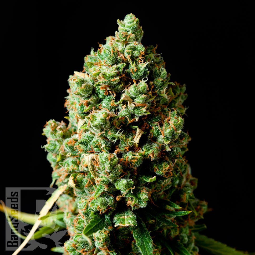 Семена конопли  Bubbleberry feminised Ganja Seeds Семена конопли  Bubbleberry feminised Ganja Seeds