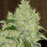 Семена конопли  Bubbleberry feminised Ganja Seeds Семена конопли  Bubbleberry feminised Ganja Seeds