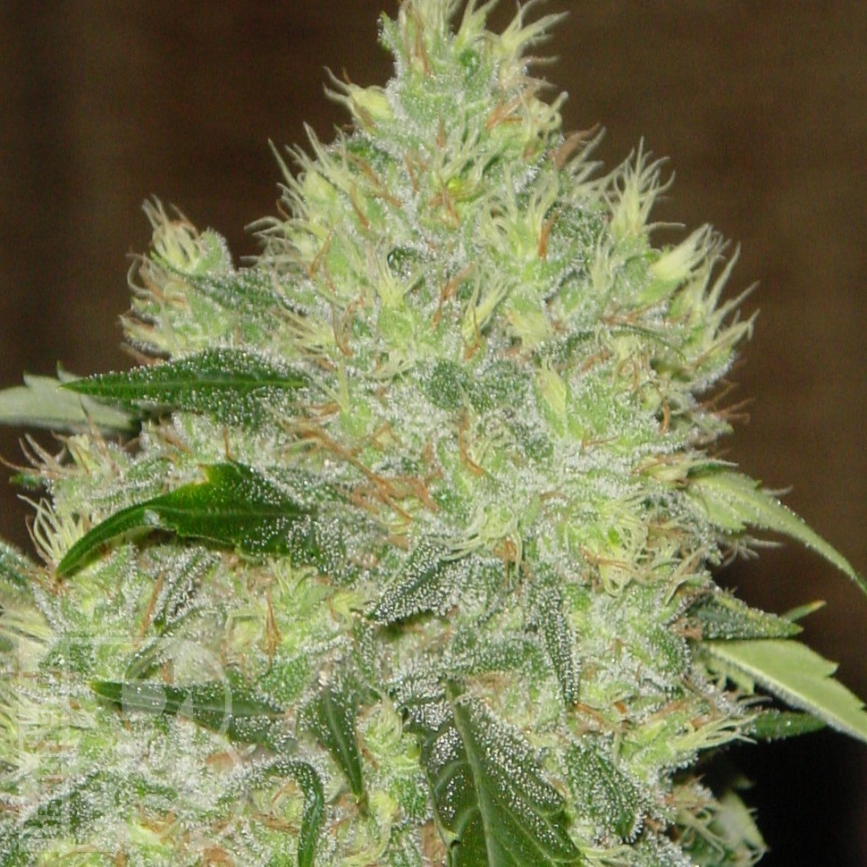 Семена конопли  Bubbleberry feminised Ganja Seeds Семена конопли  Bubbleberry feminised Ganja Seeds
