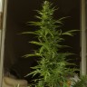купить автоцветущие семена конопли Auto White Widow feminised  купить автоцветущие семена конопли Auto White Widow feminised