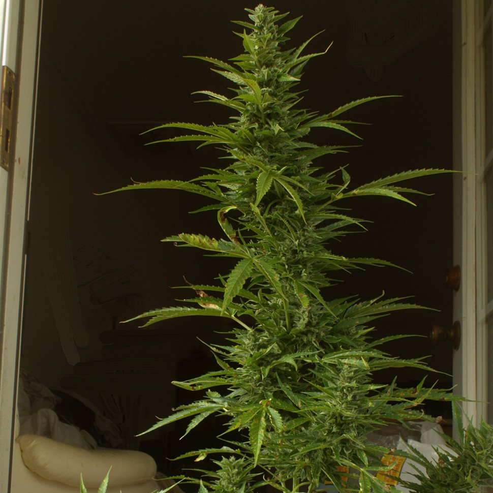купить автоцветущие семена конопли Auto White Widow feminised  купить автоцветущие семена конопли Auto White Widow feminised