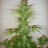 купить семена конопли интернет магазин Auto White Widow feminised купить семена конопли интернет магазин Auto White Widow feminised