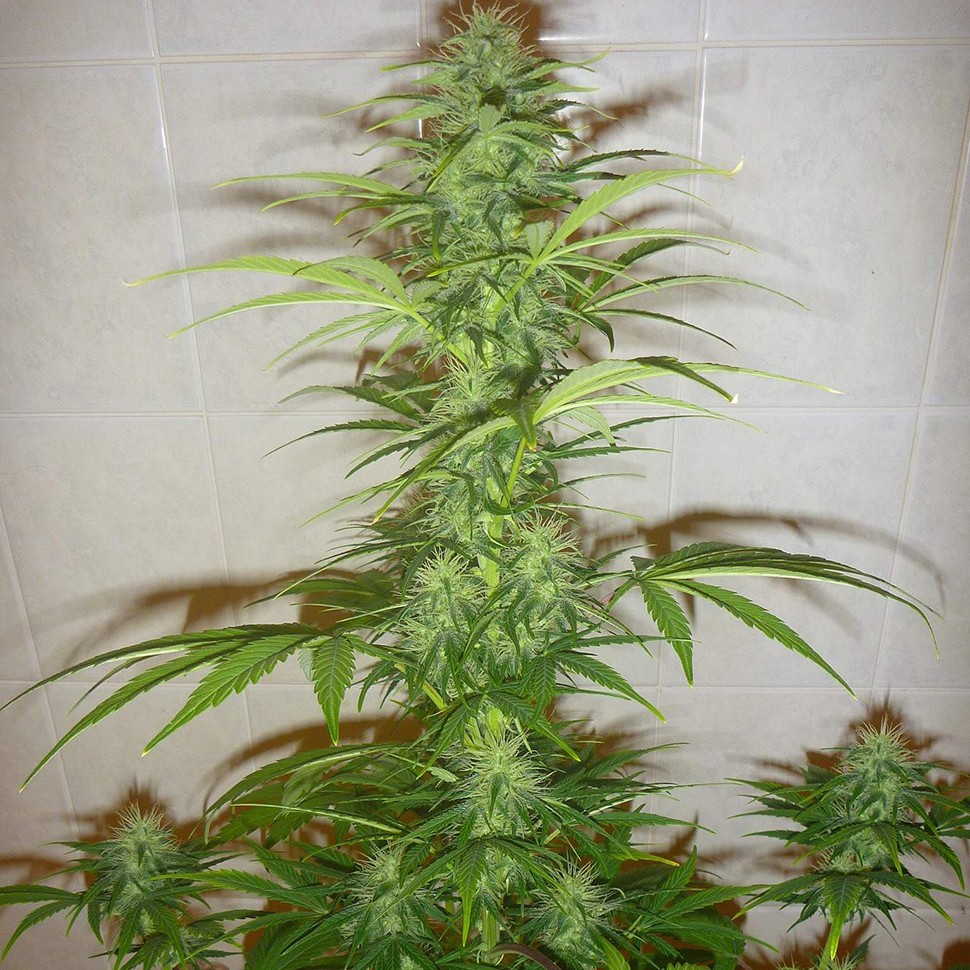 Семена каннабиса  Auto White Widow feminised Neuro Seeds