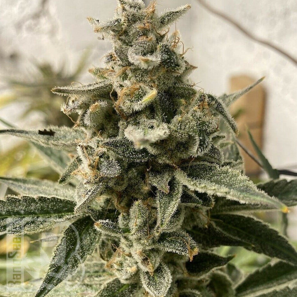 Семена  Erlik feminised Bang Seeds Семена  Erlik feminised Bang Seeds