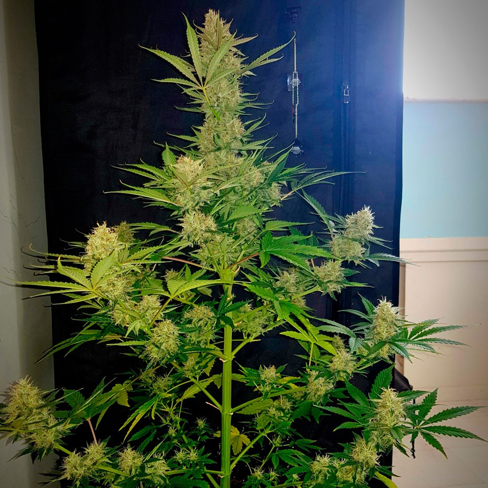 Семена ганжа  Auto Glueberry O.G. feminised Ganja Seeds