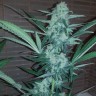 Купить семена Auto Exodus Cheese CBD feminised Ganja Seeds Купить семена Auto Exodus Cheese CBD feminised Ganja Seeds