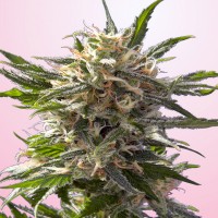 Green-O-Matic feminised Ganja Seeds