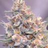 Green-O-Matic feminised Ganja Seeds Green-O-Matic feminised Ganja Seeds