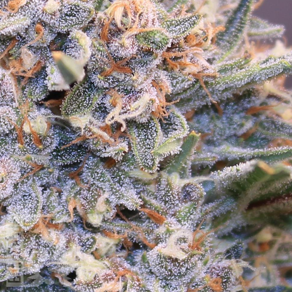 Green-O-Matic feminised Ganja Seeds Green-O-Matic feminised Ganja Seeds