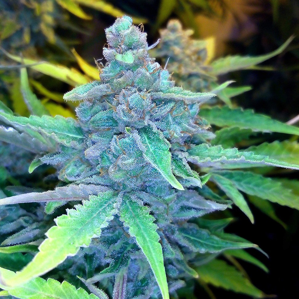 Семена каннабиса  Auto Blueberry x Sweet Tooth feminised Ganja Seeds