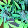 где можно заказать семена конопли Auto Blueberry x Sweet Tooth feminised где можно заказать семена конопли Auto Blueberry x Sweet Tooth feminised