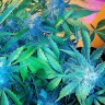 заказать семена конопли автоцвет Auto Blueberry x Sweet Tooth feminised заказать семена конопли автоцвет Auto Blueberry x Sweet Tooth feminised