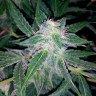 заказать семена конопли Украина Auto Blueberry x Sweet Tooth feminised заказать семена конопли Украина Auto Blueberry x Sweet Tooth feminised