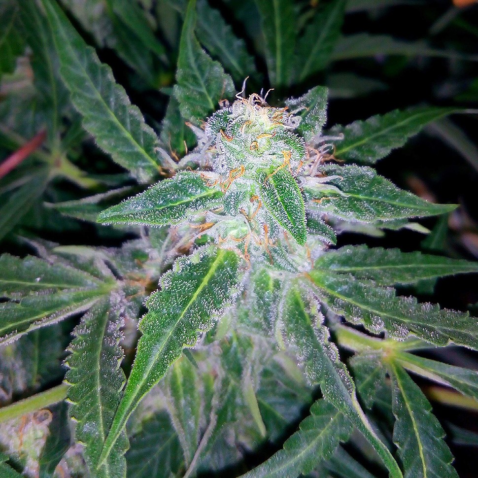 заказать семена конопли Украина Auto Blueberry x Sweet Tooth feminised заказать семена конопли Украина Auto Blueberry x Sweet Tooth feminised