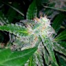 заказать семена конопли курьером Auto Blueberry x Sweet Tooth feminised заказать семена конопли курьером Auto Blueberry x Sweet Tooth feminised