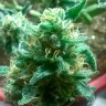 купить мощные семена конопли Bubblelicious feminised купить мощные семена конопли Bubblelicious feminised