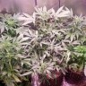 купить семена конопли с доставкой Bubblelicious feminised купить семена конопли с доставкой Bubblelicious feminised