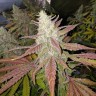 купить семена конопли аутдор Bubblelicious feminised купить семена конопли аутдор Bubblelicious feminised