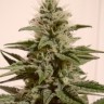 Семена конопли  Irbis feminised Bang Seeds Семена конопли  Irbis feminised Bang Seeds