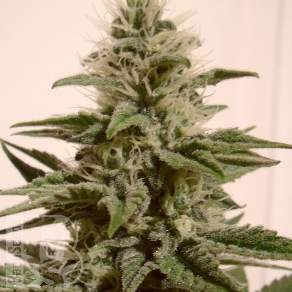 Семена конопли  Irbis feminised Bang Seeds Семена конопли  Irbis feminised Bang Seeds