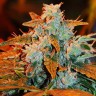 Семена конопли  Irbis feminised Bang Seeds Семена конопли  Irbis feminised Bang Seeds