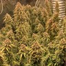 Семена конопли  Irbis feminised Bang Seeds Семена конопли  Irbis feminised Bang Seeds
