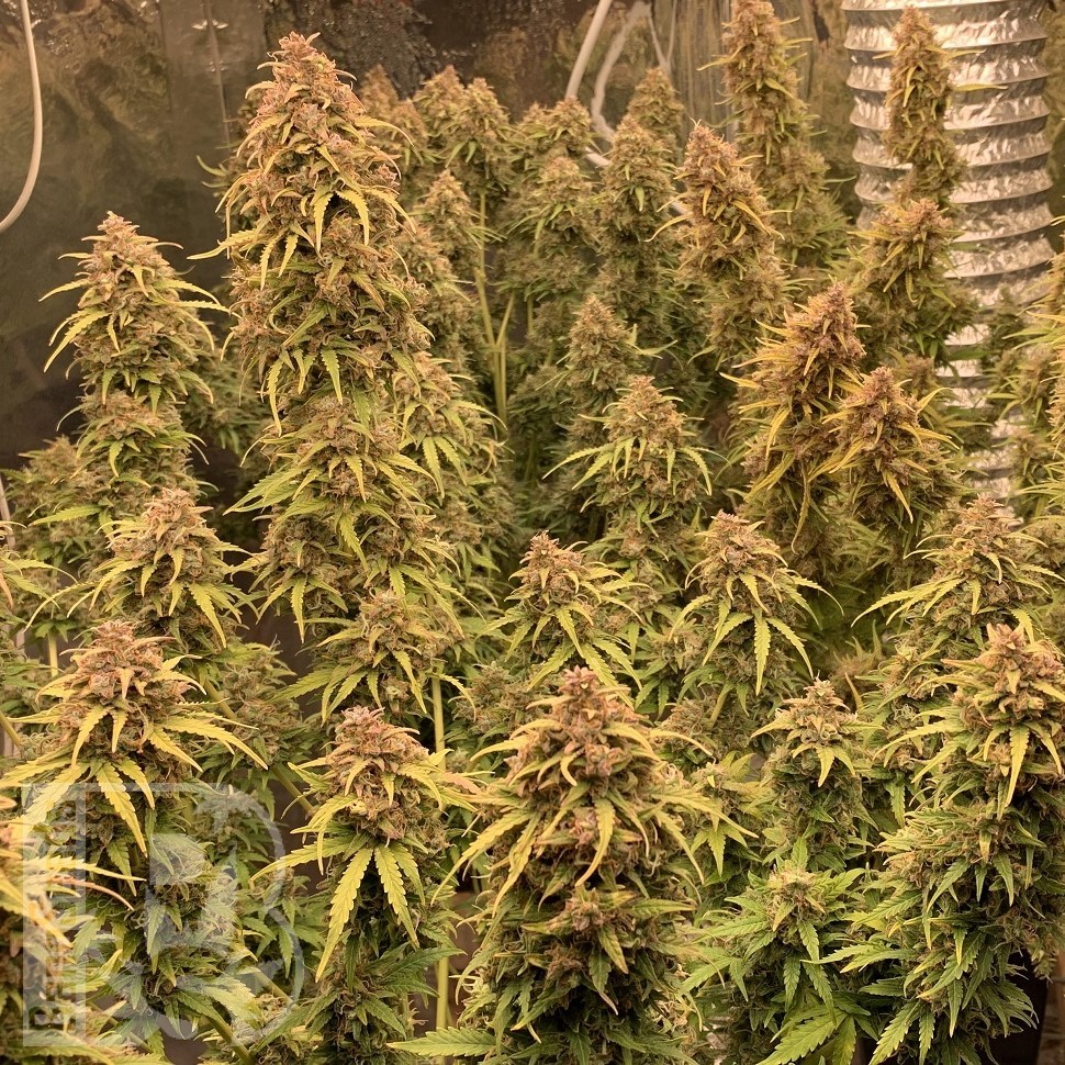 Семена конопли  Irbis feminised Bang Seeds