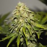 Семена марихуаны  Auto Skunk feminised Ganja Seeds Семена марихуаны  Auto Skunk feminised Ganja Seeds