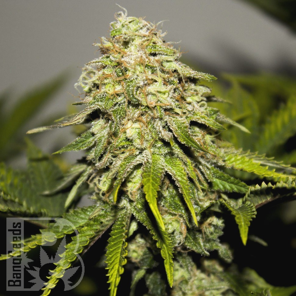 Семена марихуаны  Auto Skunk feminised Ganja Seeds