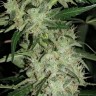 Семена марихуаны  Auto Skunk feminised Ganja Seeds Семена марихуаны  Auto Skunk feminised Ganja Seeds