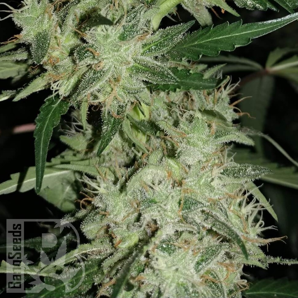 Семена марихуаны  Auto Skunk feminised Ganja Seeds Семена марихуаны  Auto Skunk feminised Ganja Seeds