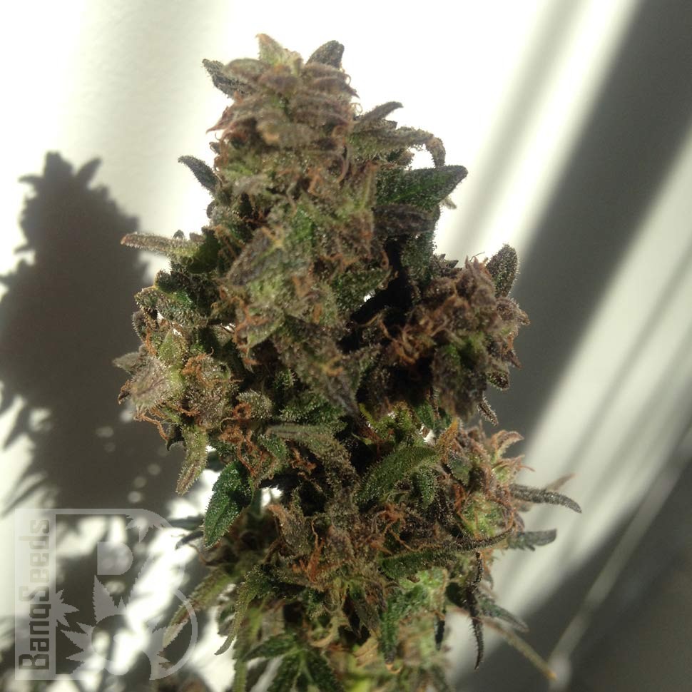 Семена каннабиса  Auto Galaktika feminised Ganja Seeds