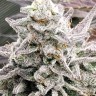 Hard Day feminised Ganja Seeds Hard Day feminised Ganja Seeds