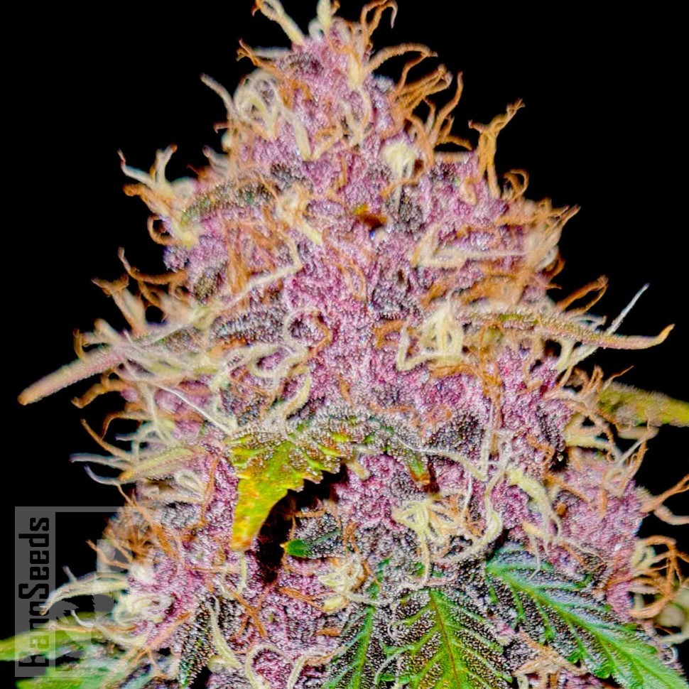 Hard Day feminised Ganja Seeds Hard Day feminised Ganja Seeds