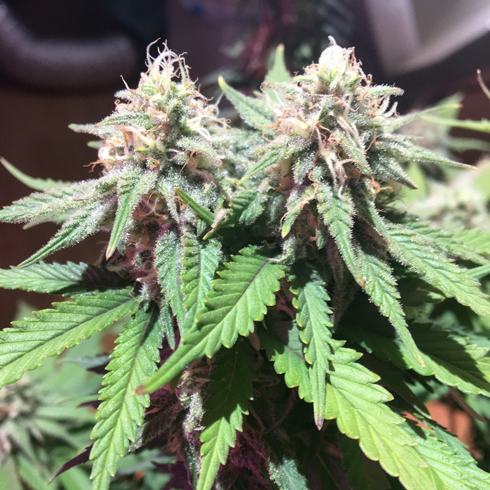 Семена марихуаны  M8 feminised Ganja Seeds