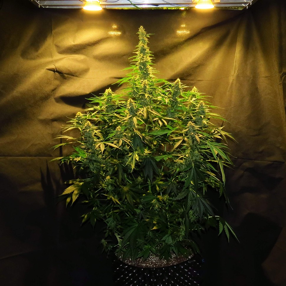 купить семена конопли для курения Auto Northern Lights x White Widow feminised купить семена конопли для курения Auto Northern Lights x White Widow feminised