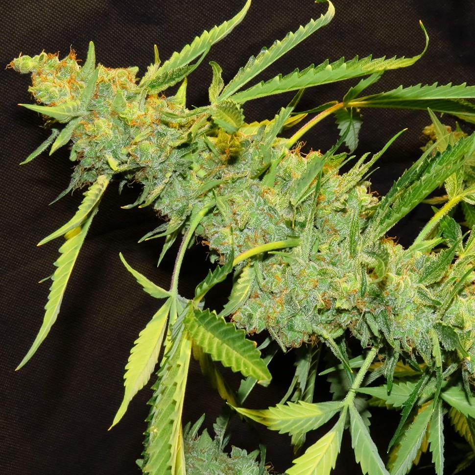 Семена ганжа  Auto Northern Lights x White Widow feminised Ganja Seeds